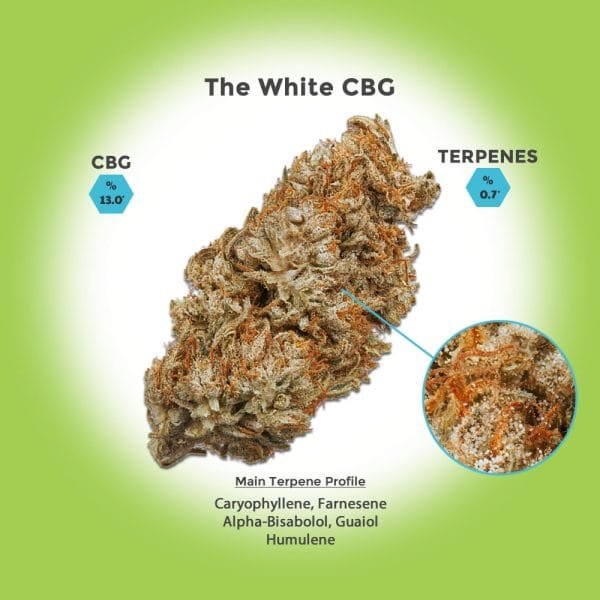 The White CBG Hemp Flower For Sale